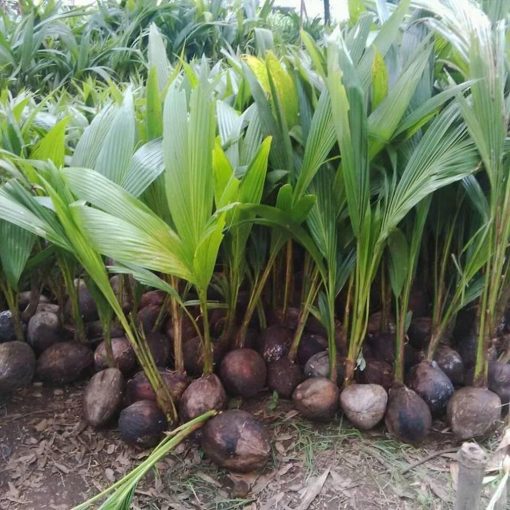 bibit kelapa genjah entok unggul berkualitas dijamin berbuah 2 3thn Bitung