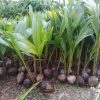 bibit kelapa genjah entok unggul berkualitas dijamin berbuah 2 3thn Depok