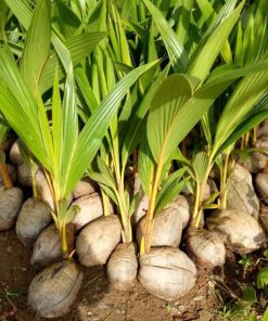 bibit kelapa genjah entok unggul berkualitas dijamin berbuah 2 3thn Kalimantan Timur