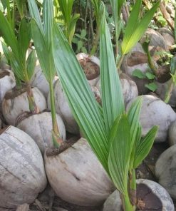 bibit kelapa genjah entok unggul berkualitas dijamin berbuah 2 3thn Kotamobagu