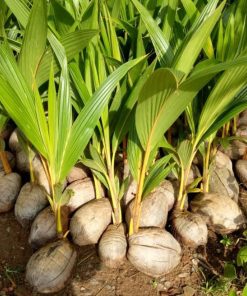 bibit kelapa genjah entok unggul berkualitas dijamin berbuah 2 3thn Solok