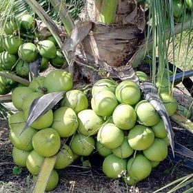 Bibit Kelapa Genjah Entok Valid Super Fak