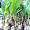Bibit Kelapa Genjah Kopyor Hijau Premium Pohon Pedek Sudah Berbuah Boalemo
