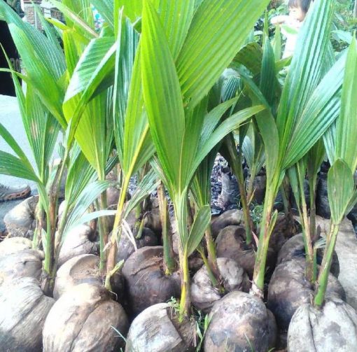 Bibit Kelapa Genjah Kopyor Hijau Premium Pohon Pedek Sudah Berbuah Boalemo