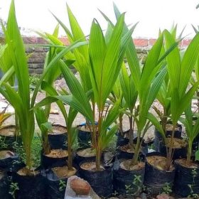 Bibit Kelapa Genjah Kopyor Nias Tapin