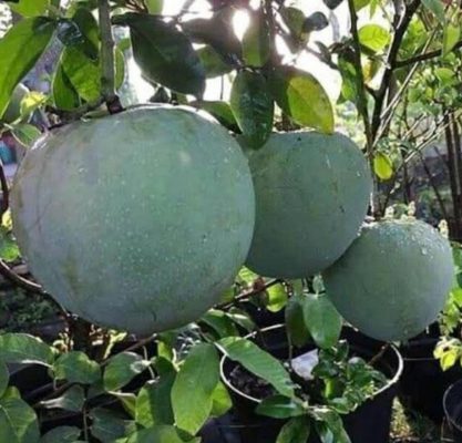 Bibit Kelapa Genjah Mangga Berbuah Halmahera Utara