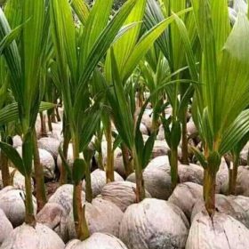 Bibit Kelapa Genjah Pohon Nias Gorontalo