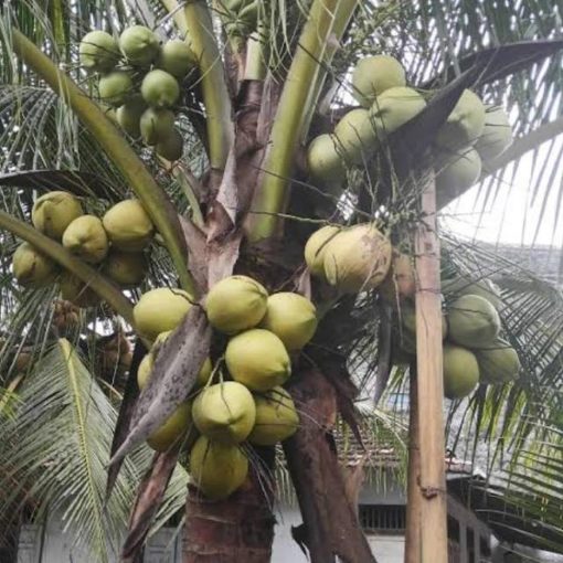 bibit kelapa genjah Sulawesi Selatan
