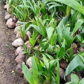 Bibit Kelapa Genjah Tanaman Buah Entok Bone Bolango