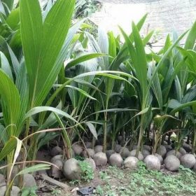 Bibit Kelapa Genjah Tanaman Wulung Siap Tanam Ogan Komering Ulu