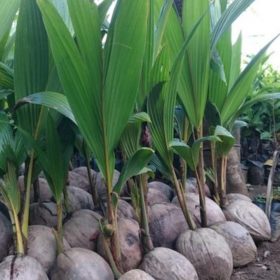 Bibit Kelapa Genjah Wulung Rembang