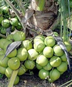bibit kelapa hibrida hijau asli Ambon