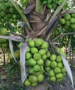 bibit kelapa hibrida hijau Jambi