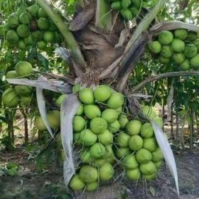 bibit kelapa hibrida hijau Jambi