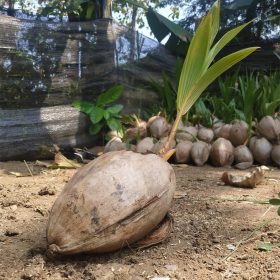 bibit kelapa hibrida oranye hijau dan kuning Sumatra Selatan