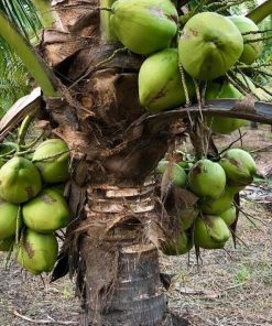 bibit kelapa hibrida super genjah cepat berbuah Batam