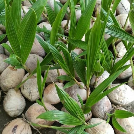 bibit kelapa hibrida super genjah cepat berbuah Riau