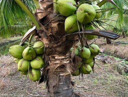 bibit kelapa hibrida super genjah cepat berbuah Sumatra Barat