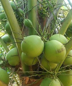 bibit kelapa hibrida super genjah Cirebon