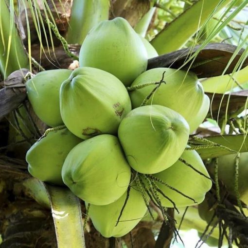 bibit kelapa hibrida super genjah Maluku Utara