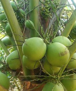 bibit kelapa hibrida super genjah Sumatra Utara