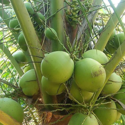 bibit kelapa hibrida super genjah Sumatra Utara