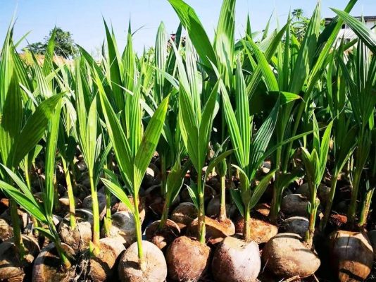 bibit kelapa hibrida super Maluku Utara