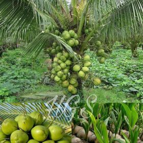 Bibit Kelapa Hibrida Tanaman Buah Puyuh Pumila Aceh Timur