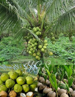 Bibit Kelapa Hibrida Tanaman Buah Puyuh Pumila Aceh Timur
