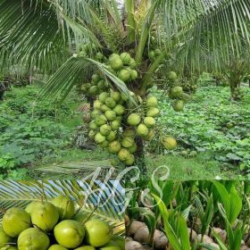 Bibit Kelapa Hibrida Tanaman Buah Puyuh Pumila Creat V Indragiri Hilir