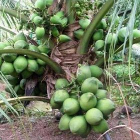 Bibit Kelapa Hibrida Tanaman Buah Puyuh Pumila Ogan Komering Ilir