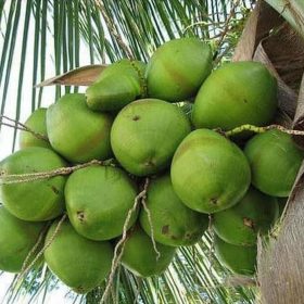 Bibit Kelapa Hibrida Tanaman Buah Unggul, Murah, Bergaransi Gorontalo