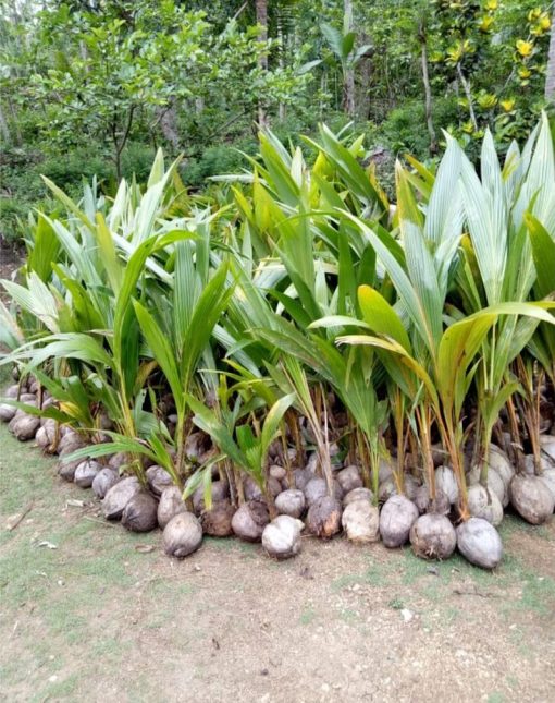 bibit kelapa hibrida unggul Jawa Timur