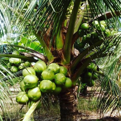 bibit kelapa hibrida unggul Riau