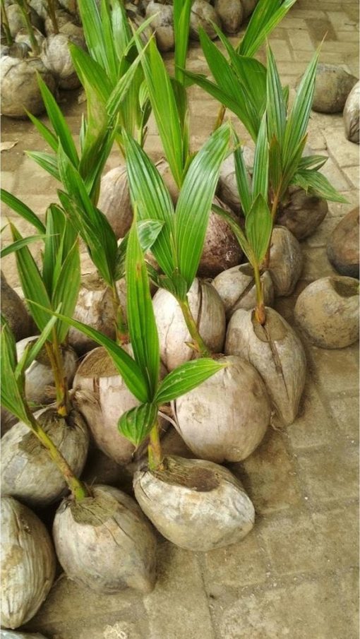 bibit kelapa hibrida unggul Sumatra Barat