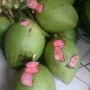bibit kelapa hijau asli kelapa wulung Jawa Timur