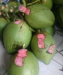 bibit kelapa hijau asli kelapa wulung Jawa Timur