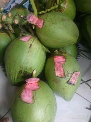 bibit kelapa hijau asli kelapa wulung Jawa Timur