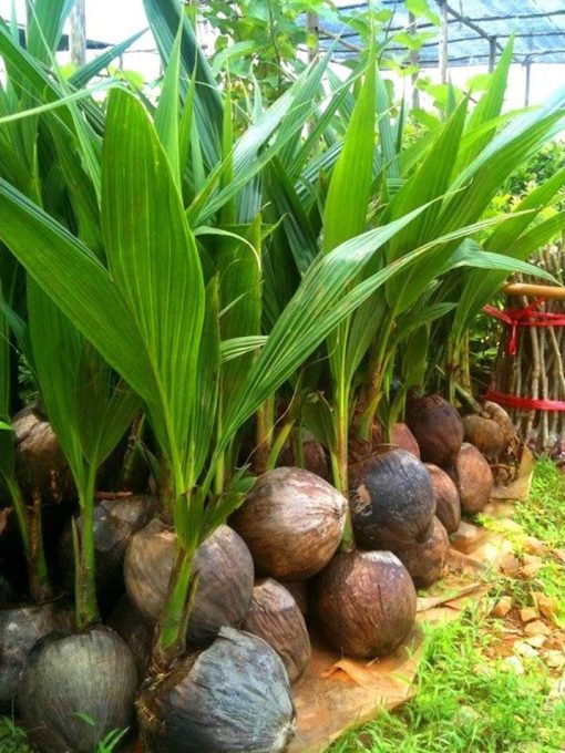 bibit kelapa hijau hibrida genjah asli cepat berbuah Palopo