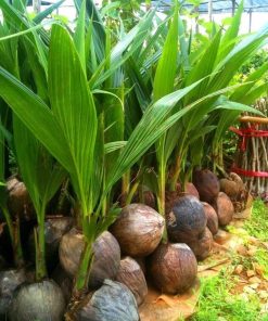 bibit kelapa hijau hibrida genjah asli cepat berbuah Sulawesi Utara