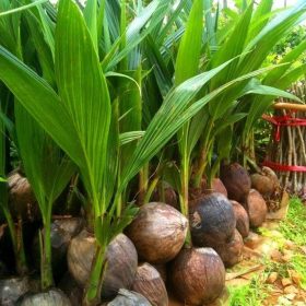 bibit kelapa hijau hibrida genjah asli cepat berbuah Sulawesi Utara