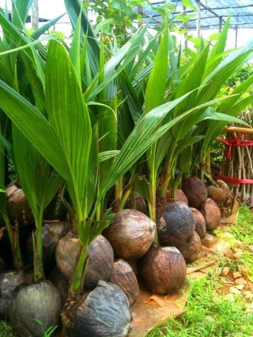 bibit kelapa hijau hibrida genjah asli cepat berbuah Sulawesi Utara