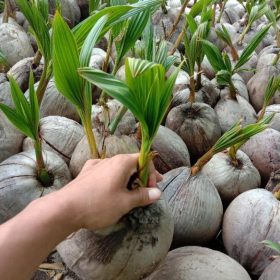 bibit kelapa hijau hibrida pendek Bandung