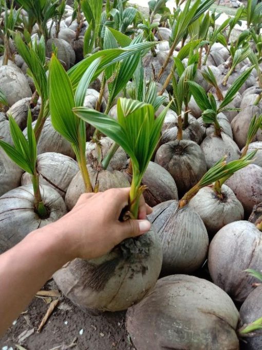 bibit kelapa hijau hibrida pendek Lampung