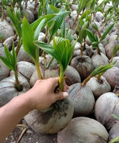 bibit kelapa hijau hibrida pendek Riau