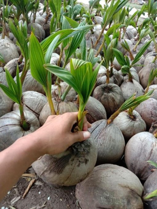 bibit kelapa hijau hibrida pendek Riau