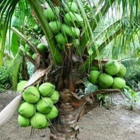 Bibit Kelapa Hijau Kopyor Genjah, Buahnya Besar, Banyak Murah Banggai