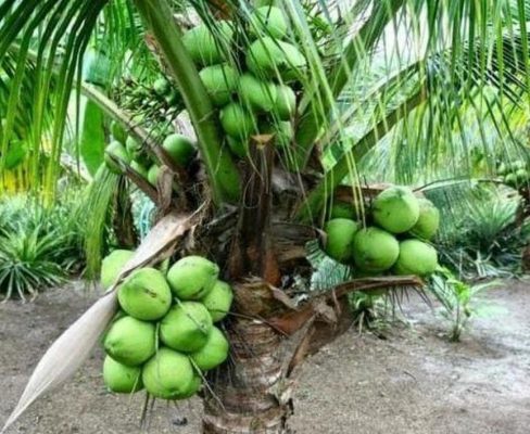 Bibit Kelapa Hijau Kopyor Genjah, Buahnya Besar, Banyak Murah Banggai