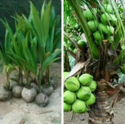 Bibit Kelapa Hijau Tanaman Hibrida Mojokerto