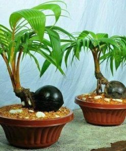 bibit kelapa kuning gading bahan bonsai Kalimantan Barat